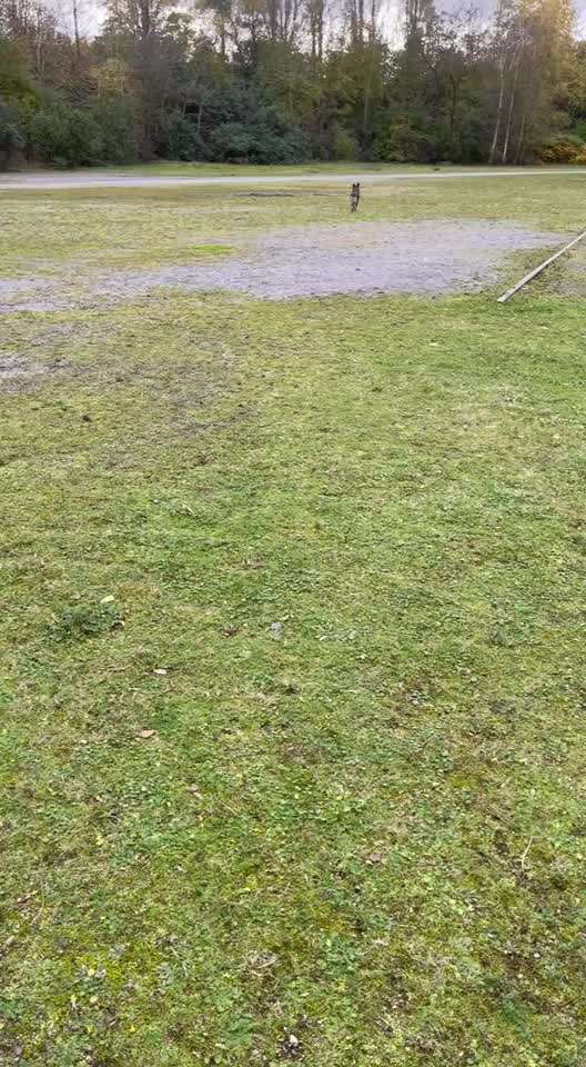 TierschutzhundeStammtisch🐕-Beitrag-Bild