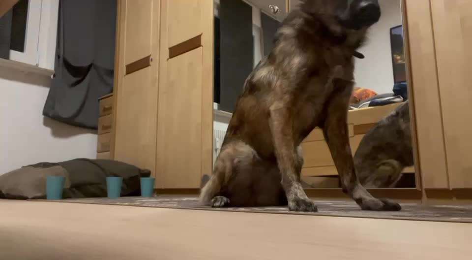 43.Gemeinsames Tricktraining: Becher stapeln-Beitrag-Bild