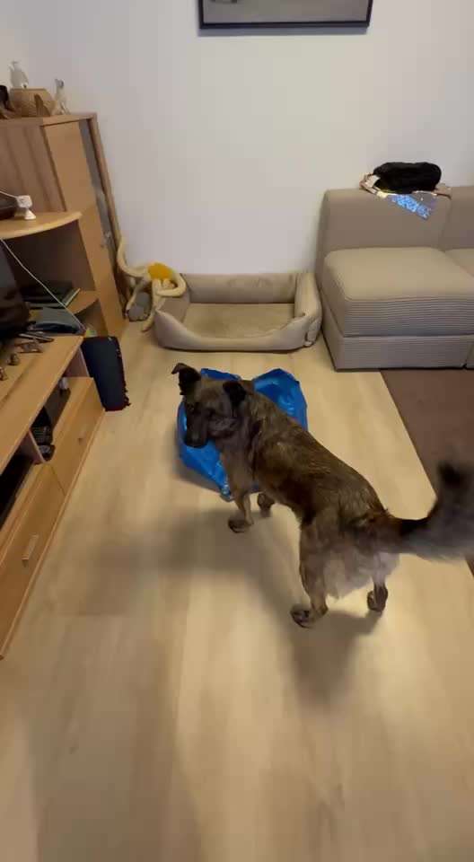 71. Gemeinsames Tricktraining: in etwas reinspringen-Beitrag-Bild