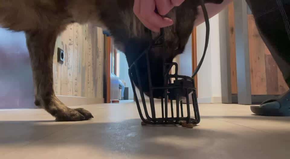 TierschutzhundeStammtisch🐕-Beitrag-Bild