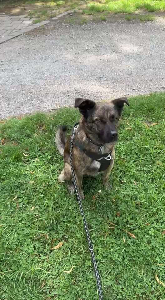 74. Trick-Übung "Leckerli schnappen"-Beitrag-Bild