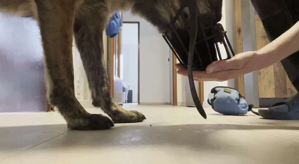 TierschutzhundeStammtisch🐕-Beitrag-Bild