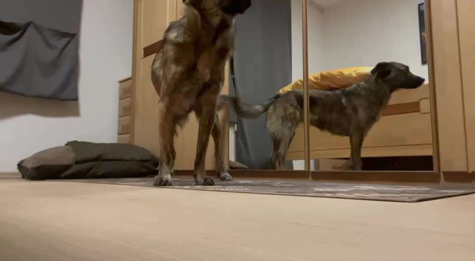 Trick Spiel - Koffer packen - der 14.-Beitrag-Bild