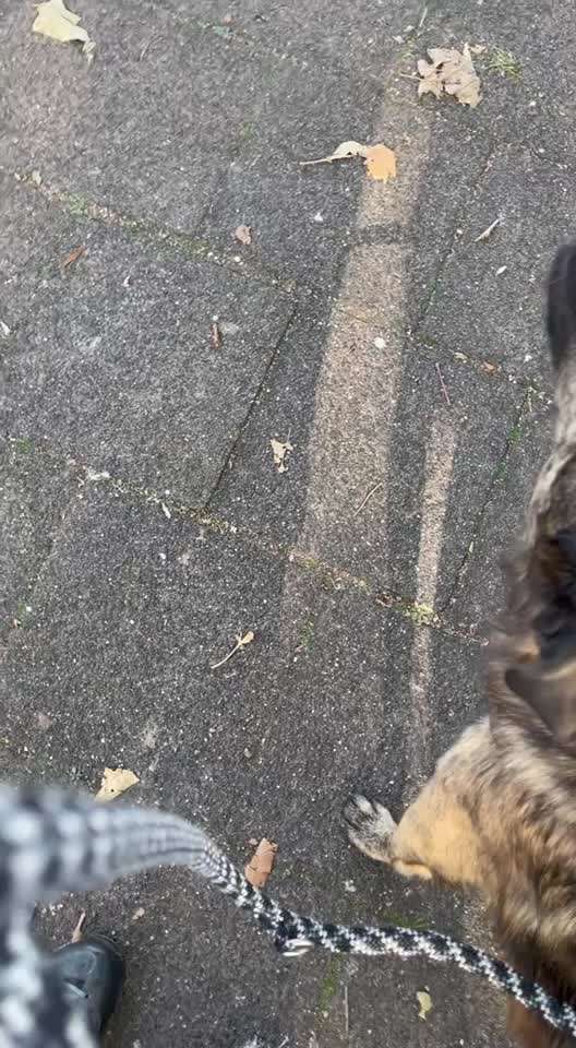 TierschutzhundeStammtisch🐕-Beitrag-Bild