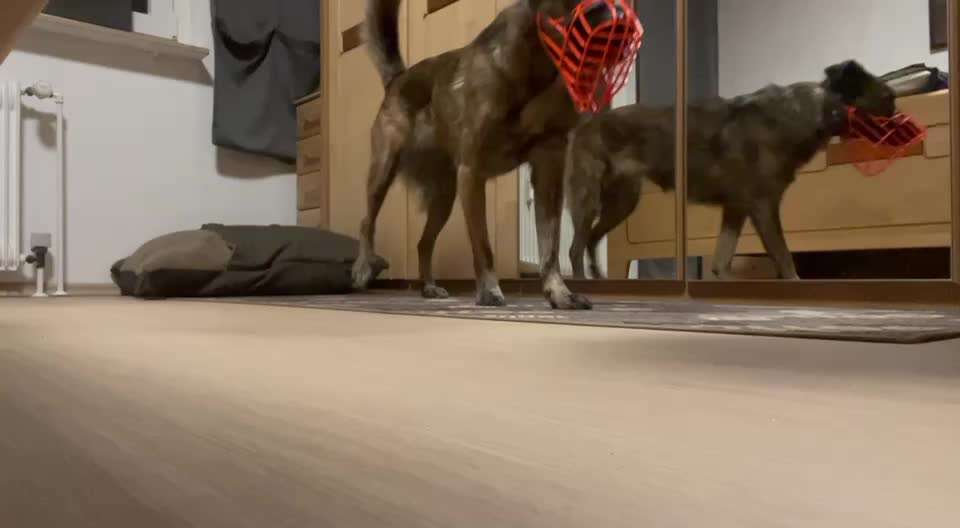 Trick Spiel - Koffer packen - der 14.-Beitrag-Bild