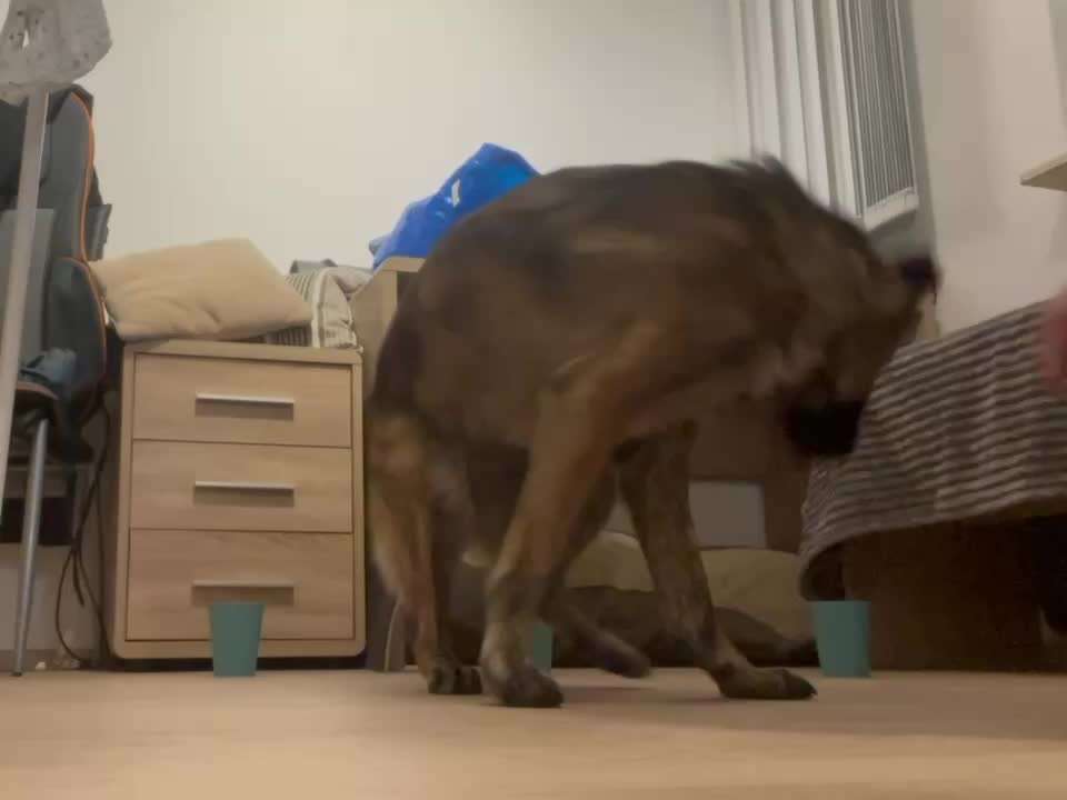 43.Gemeinsames Tricktraining: Becher stapeln-Beitrag-Bild