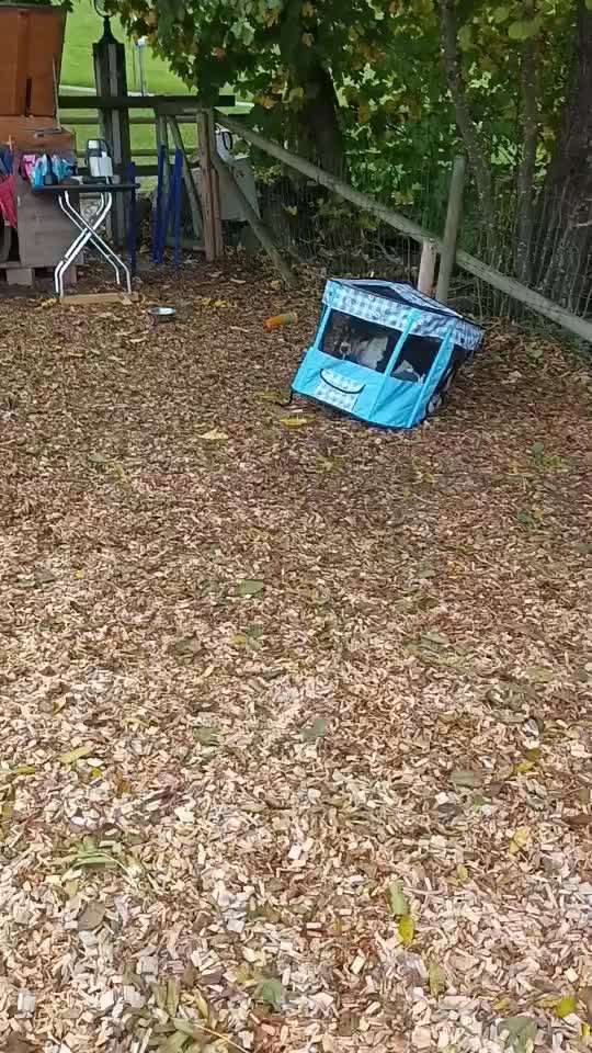 aktuelles Foto Gruppe Basset Hound und Basset-Mix