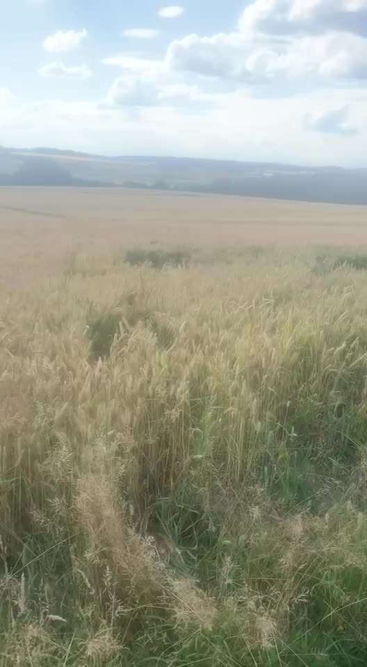 Berner Sennen-Beitrag-Bild