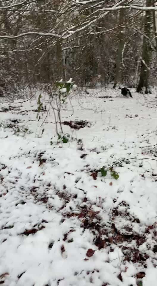 Berner Sennen-Beitrag-Bild