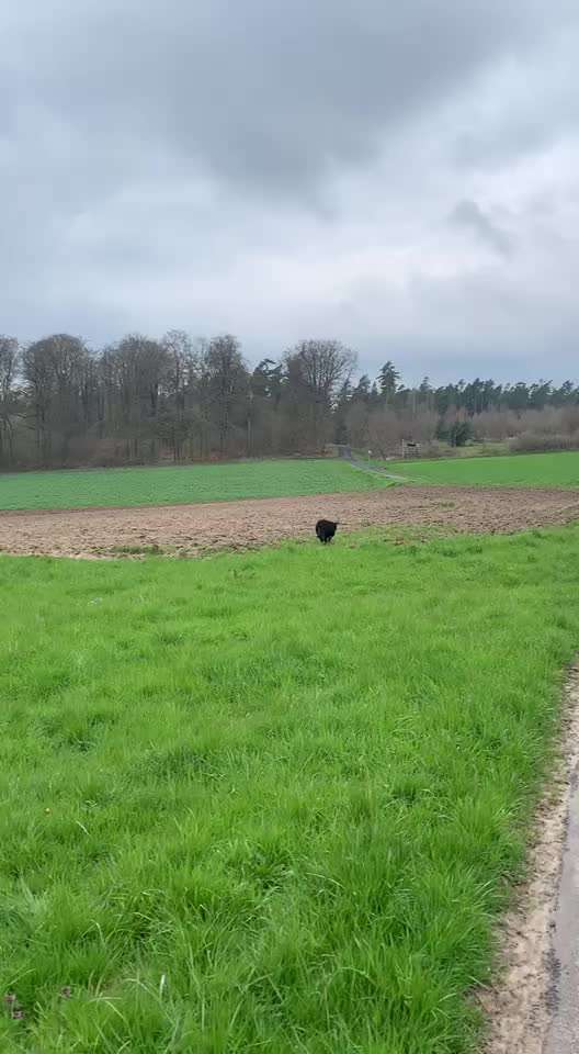 Berner Sennen-Beitrag-Bild