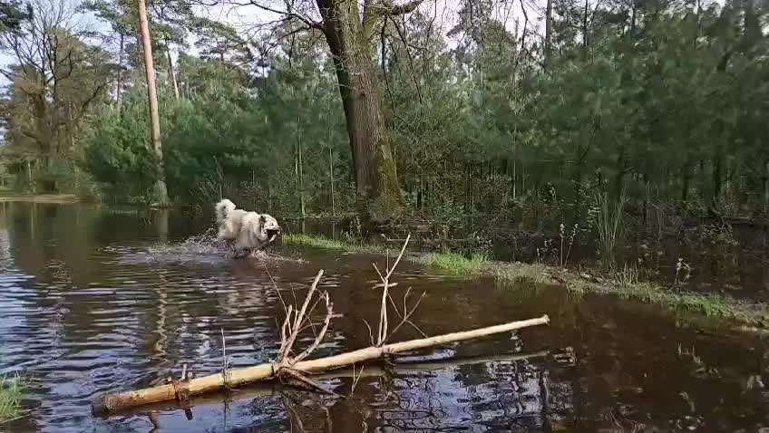 Eurasier-Beitrag-Bild