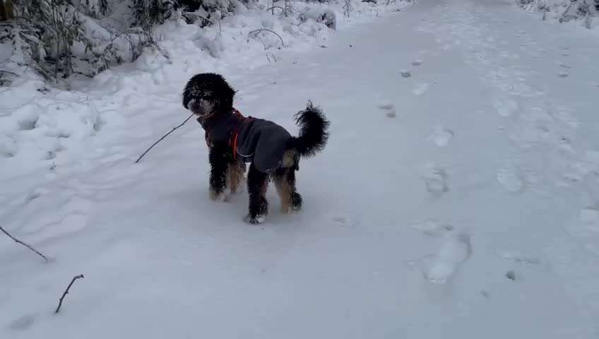 Alles rund um den Pudel-Beitrag-Bild