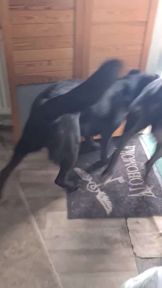 Humpeln erst hinten, dann vorne-Beitrag-Bild