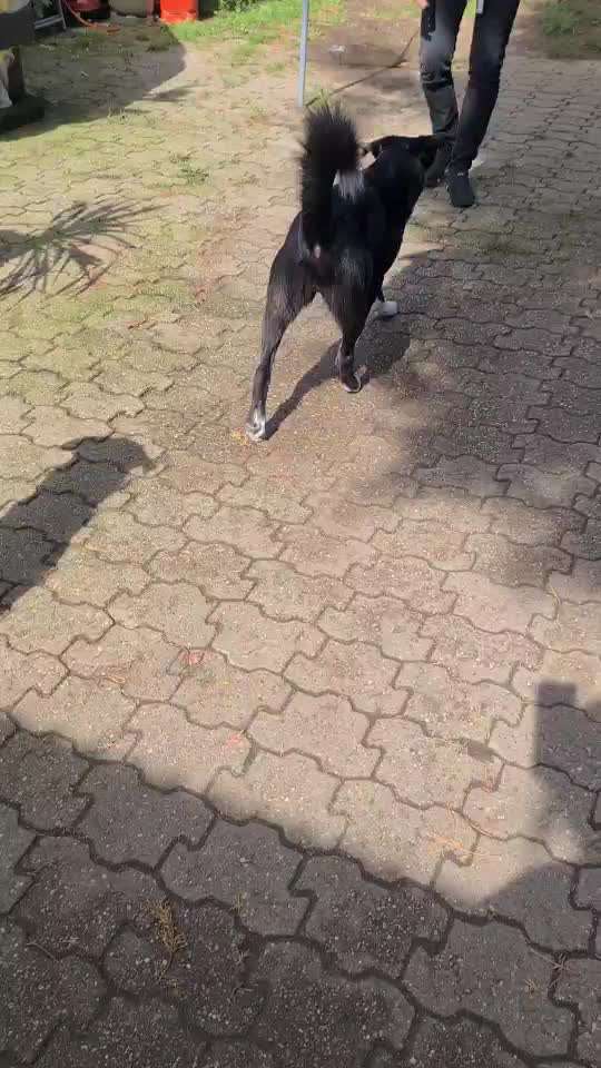 Humpeln erst hinten, dann vorne-Beitrag-Bild