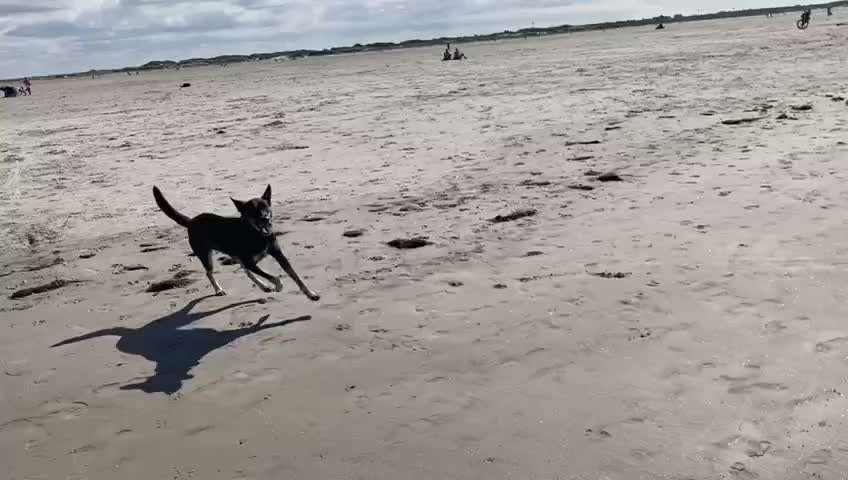 Rassen raten (Tierschutzhündin aus Kroatien)-Beitrag-Bild