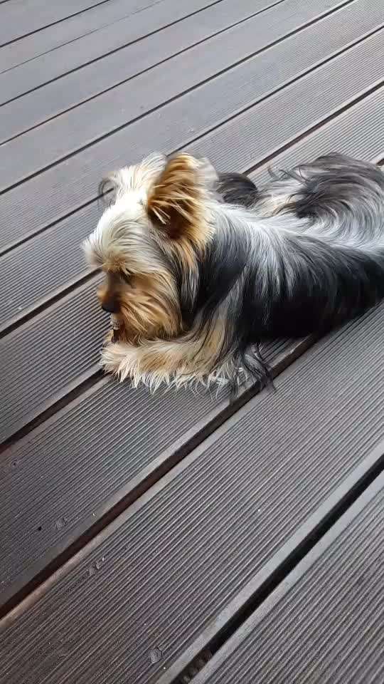 yorkshire Terrier austausch-Beitrag-Bild