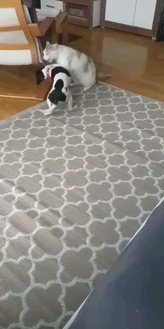 Wo sind die Jack und Parson Russell Terrier?-Beitrag-Bild