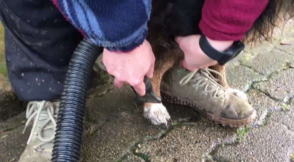 Wohnen mit Hund/ Hunden-Beitrag-Bild