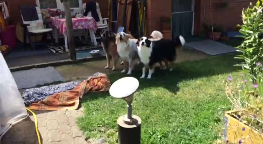 Handy Video Challenge Nr. 39- Bellen u.s.w.-Beitrag-Bild