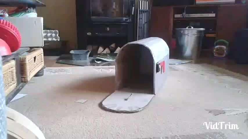 Trickdogging-Beitrag-Bild