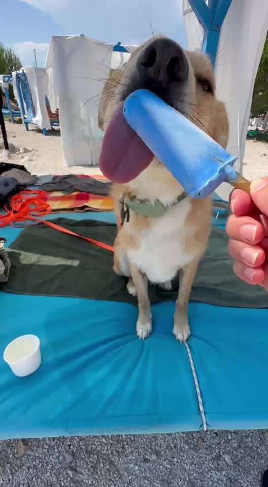 aktuelles Foto Gruppe Reisen mit Hund