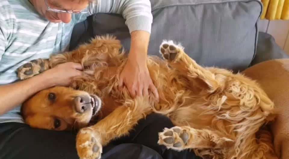 Wo sind die Golden Retriever Liebhaber?-Beitrag-Bild