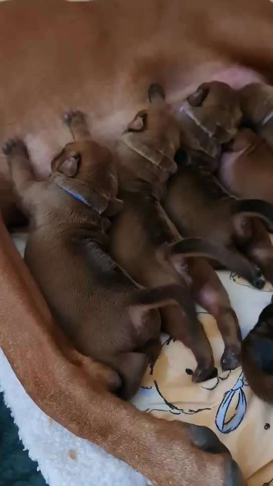 Rhodesian Ridgeback-Beitrag-Bild