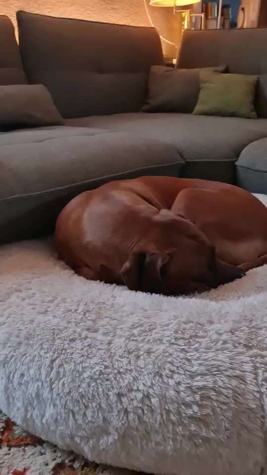 Rhodesian Ridgeback-Beitrag-Bild