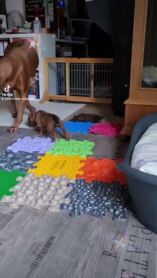 Rhodesian Ridgeback-Beitrag-Bild