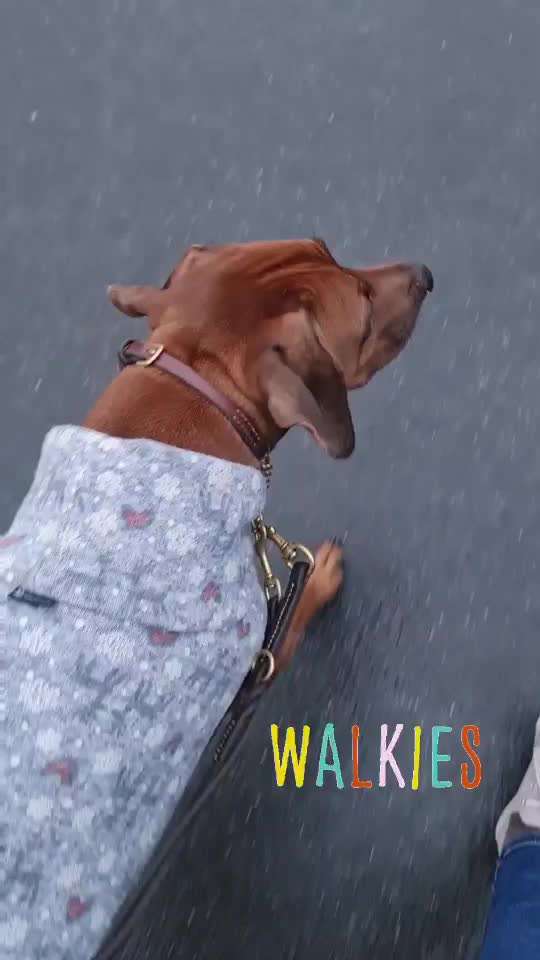 Rhodesian Ridgeback-Beitrag-Bild