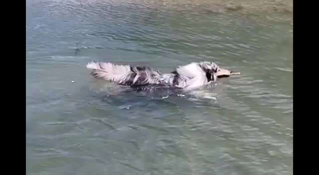 Collies gesucht-Beitrag-Bild