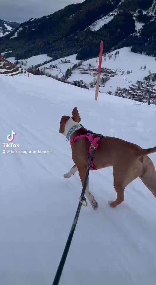 Rodeln mit Hund-Beitrag-Bild