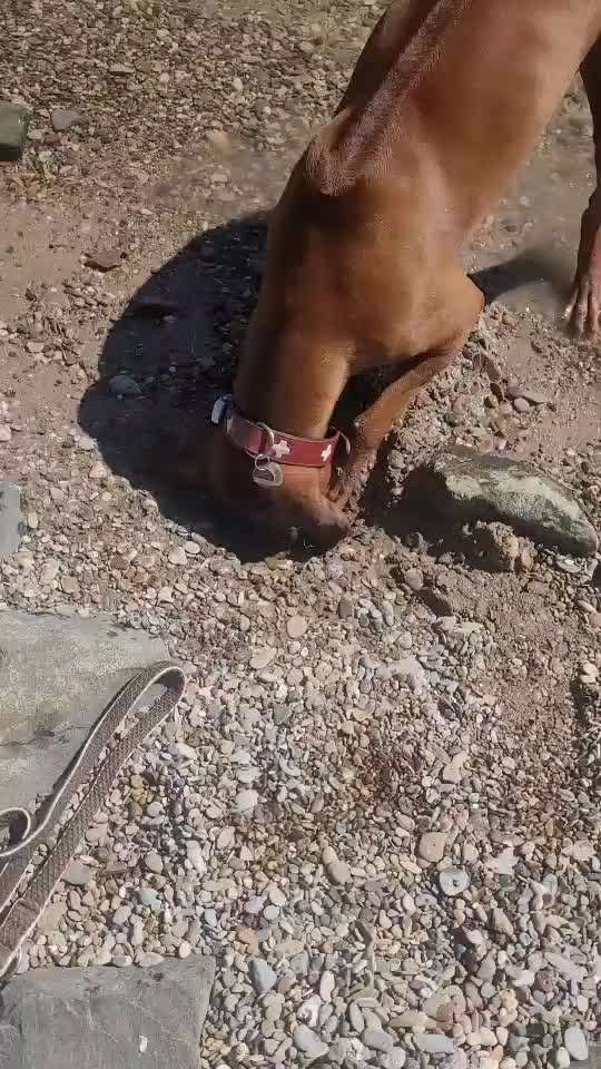 Rhodesian Ridgeback-Beitrag-Bild