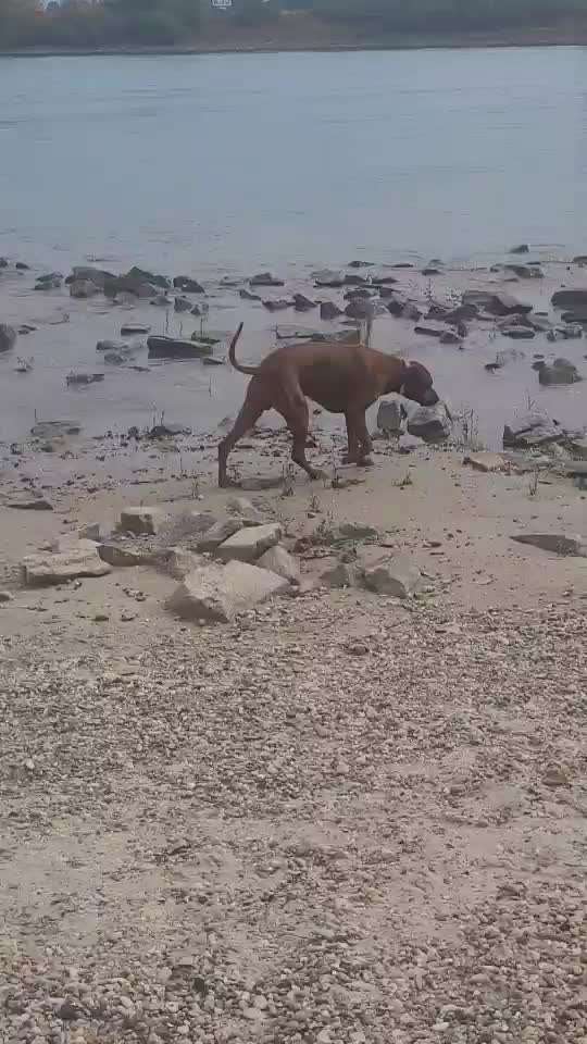 Rhodesian Ridgeback-Beitrag-Bild