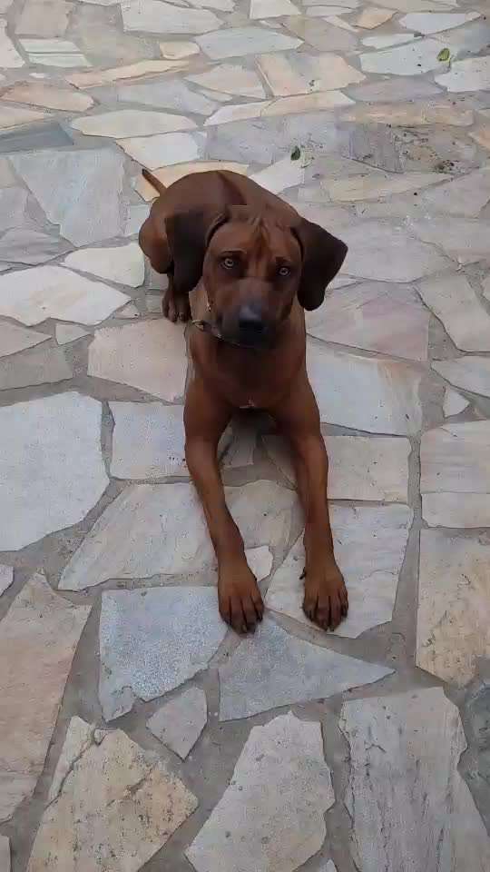 Rhodesian Ridgeback-Beitrag-Bild