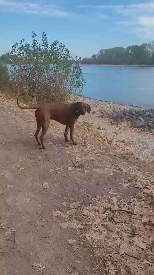 Rhodesian Ridgeback-Beitrag-Bild