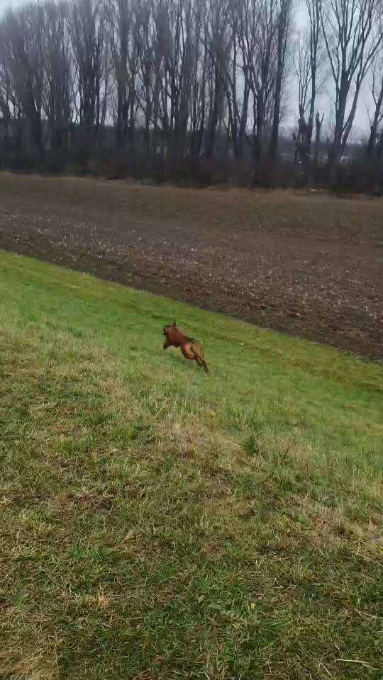 Rhodesian Ridgeback-Beitrag-Bild