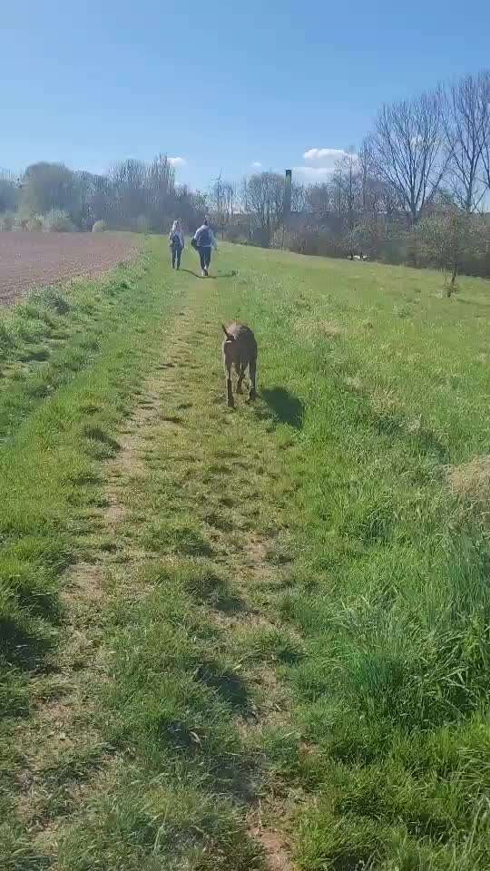 Rhodesian Ridgeback-Beitrag-Bild