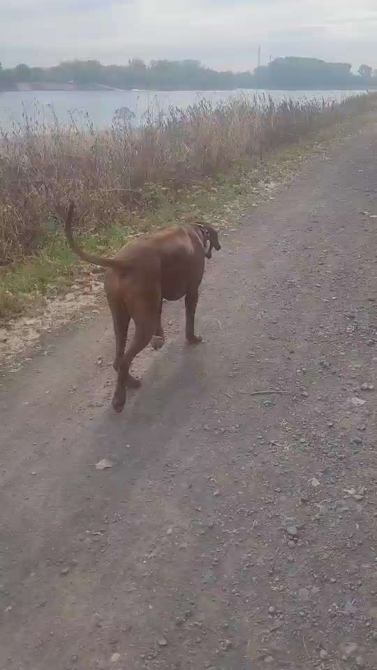 Rhodesian Ridgeback-Beitrag-Bild