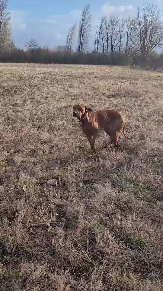 Rhodesian Ridgeback-Beitrag-Bild