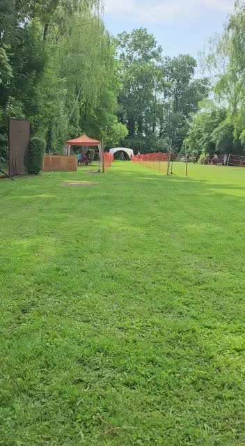 Rhodesian Ridgeback-Beitrag-Bild