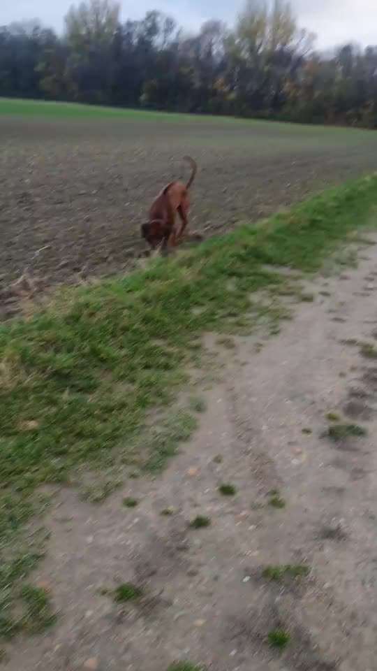 Rhodesian Ridgeback-Beitrag-Bild