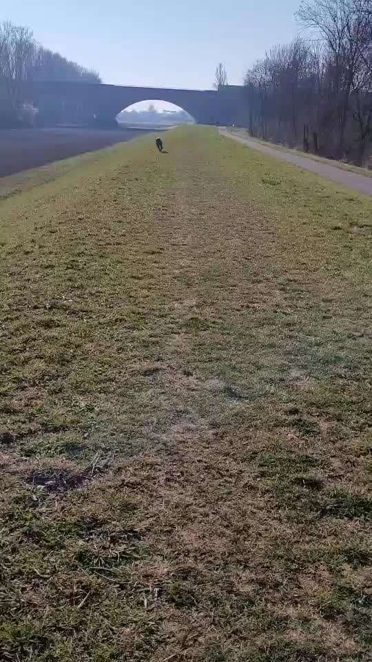 Rhodesian Ridgeback-Beitrag-Bild