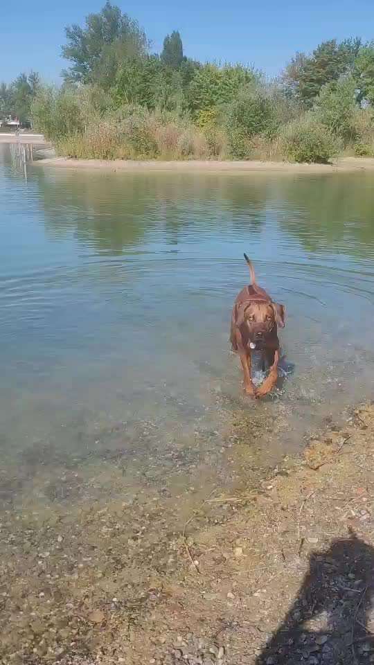Rhodesian Ridgeback-Beitrag-Bild