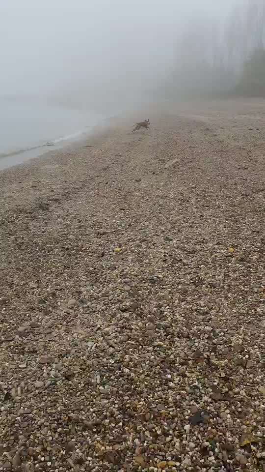 Rhodesian Ridgeback-Beitrag-Bild