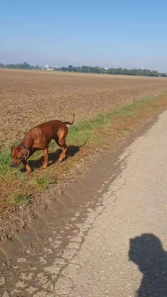 Rhodesian Ridgeback-Beitrag-Bild