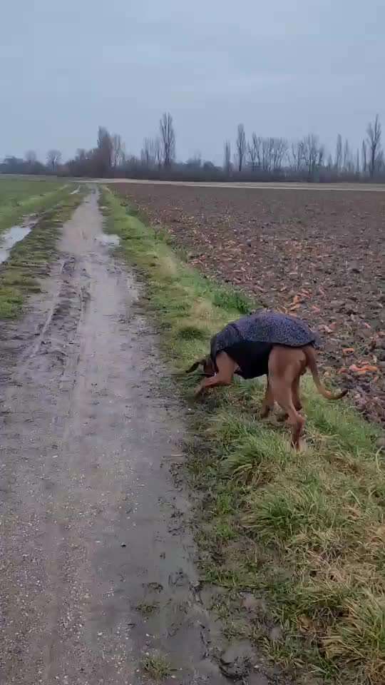 Rhodesian Ridgeback-Beitrag-Bild