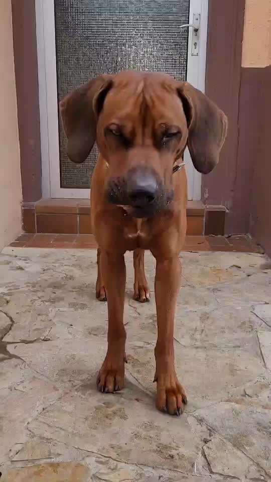 Rhodesian Ridgeback-Beitrag-Bild