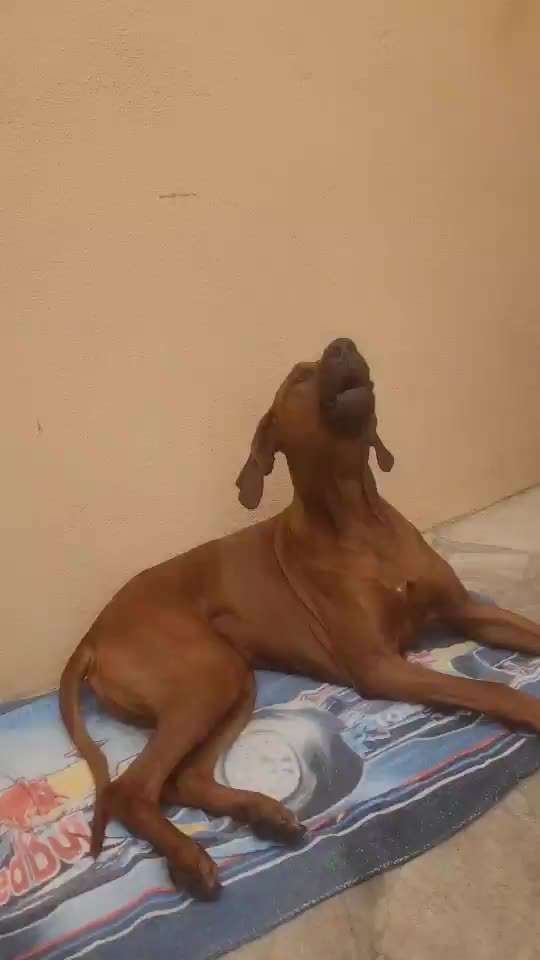 Rhodesian Ridgeback-Beitrag-Bild