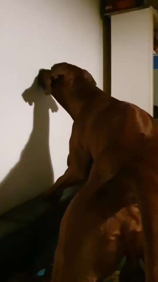 Rhodesian Ridgeback-Beitrag-Bild